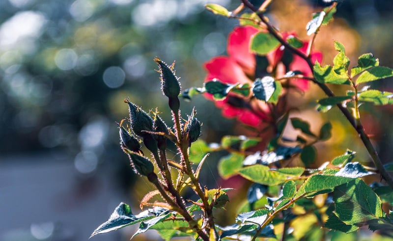Magical arrangements