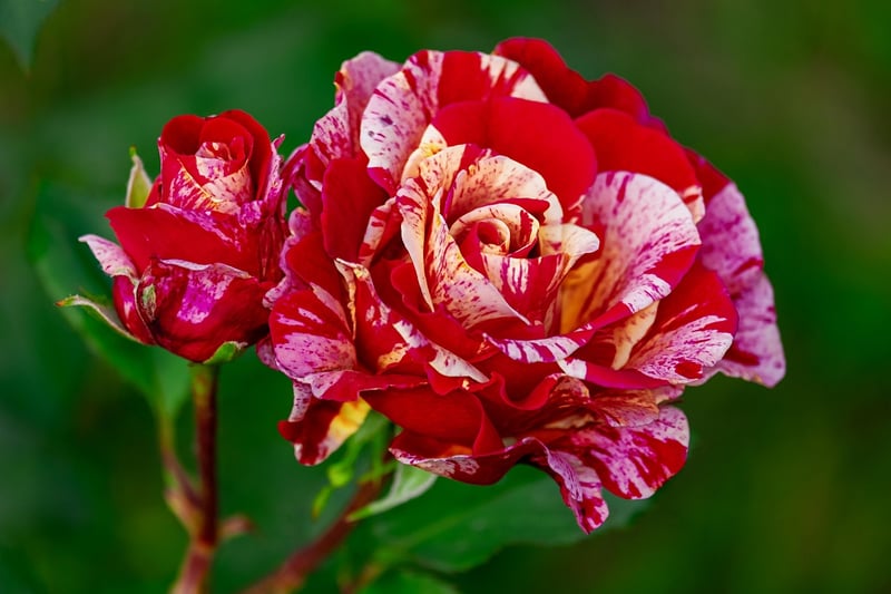 Magical Garden Rose