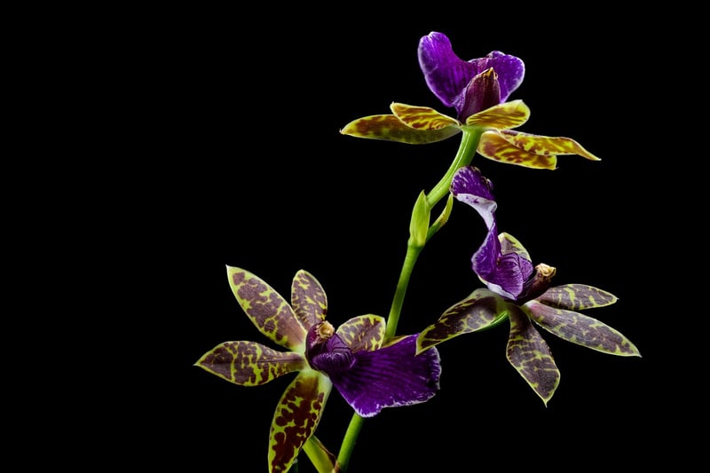 Starlight Orchid